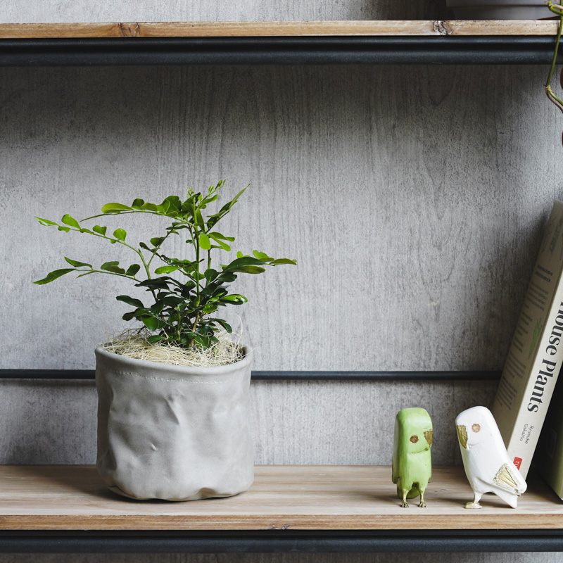 小葉がキュートなゲッキツ | 青山フラワーマーケット｜花束・ギフトの