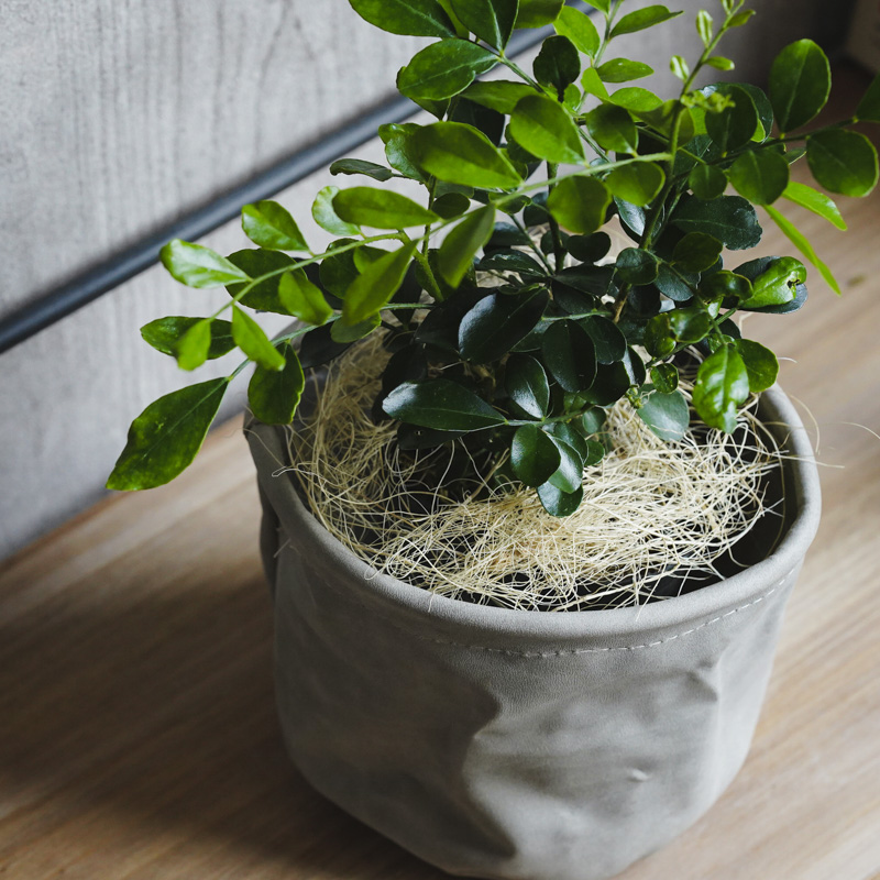 小葉がキュートなゲッキツ | 青山フラワーマーケット｜花束・ギフトの