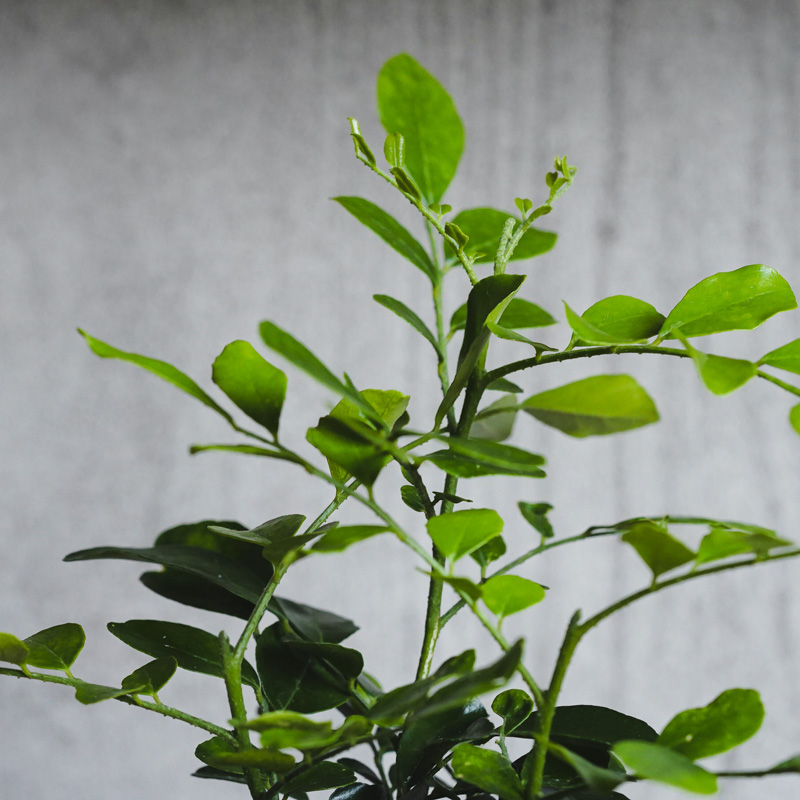 青花 葉形 三足 筆洗 匙付(A887) 小葉がキュートなゲッキツ | 青山フラワーマーケット｜花束・ギフトの