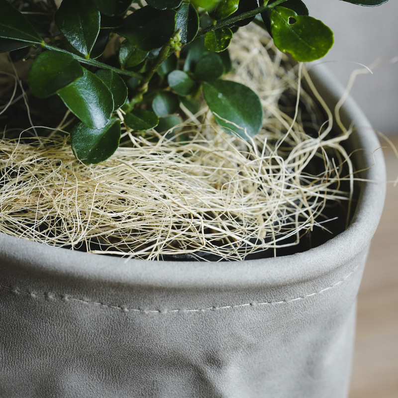 小葉がキュートなゲッキツ | 青山フラワーマーケット｜花束・ギフトの