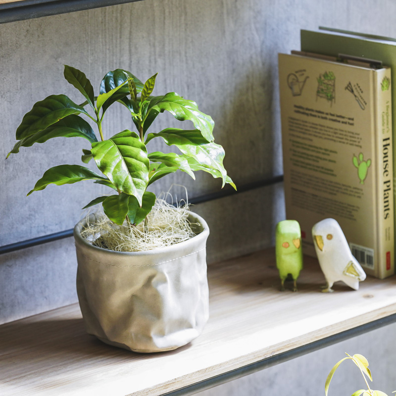 現品、コーヒーの木※アラビカ 2本入り 今年も花が咲きました！！