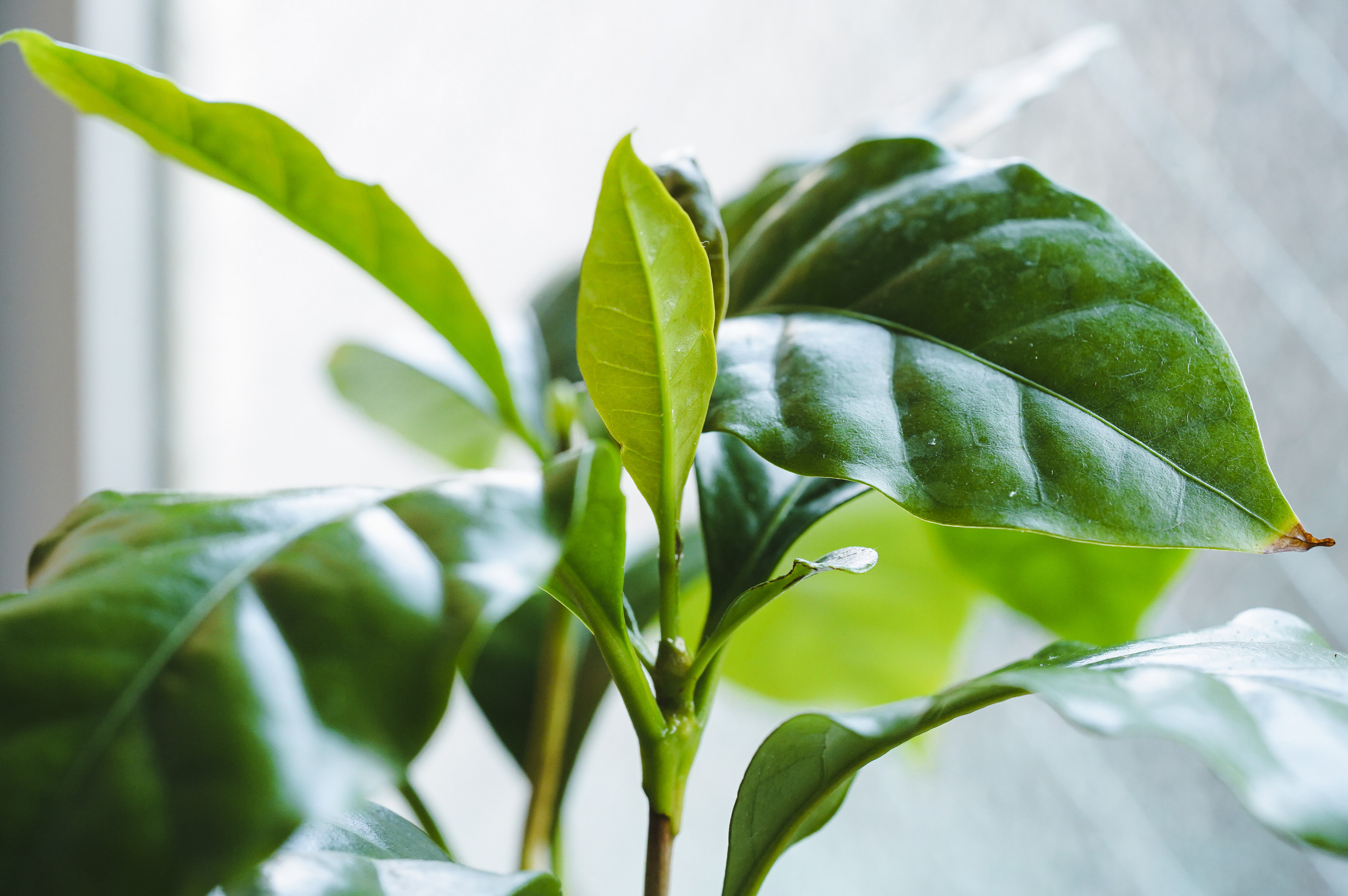 お*す様 【大型】コーヒーの木1m以上コーヒーの花のつぼみあり 観葉植物 コーヒーの木