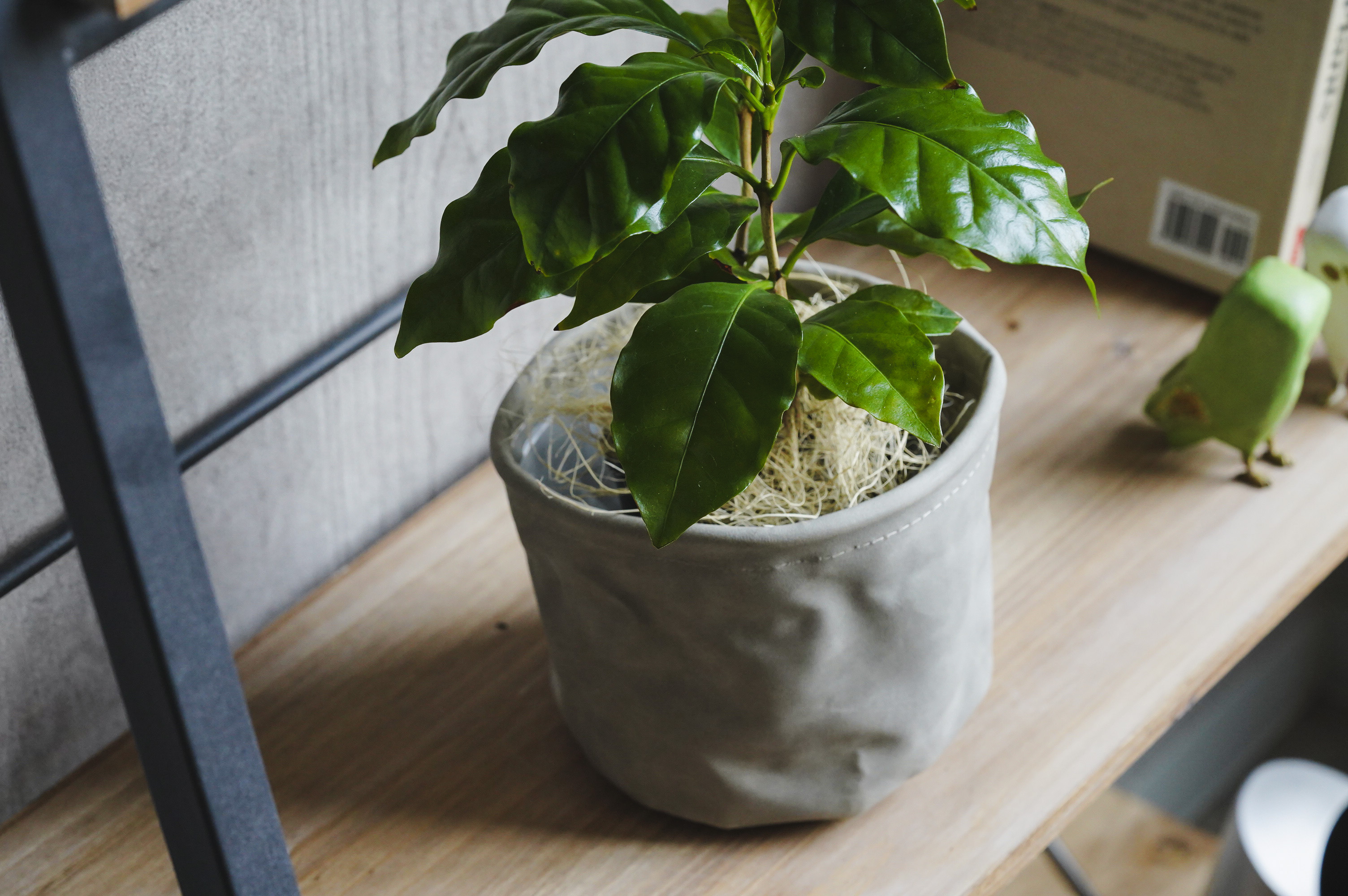 お*す様 【大型】コーヒーの木1m以上コーヒーの花のつぼみあり コーヒーの木 | 観葉植物の通販ならHitoHana（ひとはな）