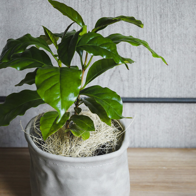 お*す様 【大型】コーヒーの木1m以上コーヒーの花のつぼみあり 楽天市場】コーヒーの木 7号鉢（7寸鉢） 深い緑色のツヤツヤ