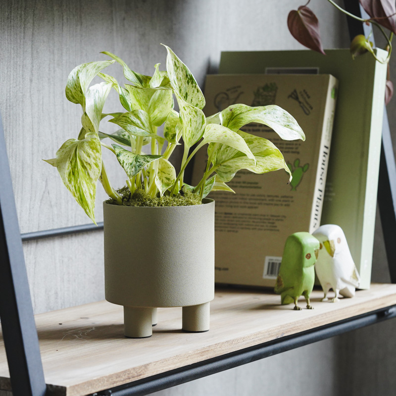 青山フラワーマーケット｜観葉植物｜サイズで選ぶ | 青山フラワー