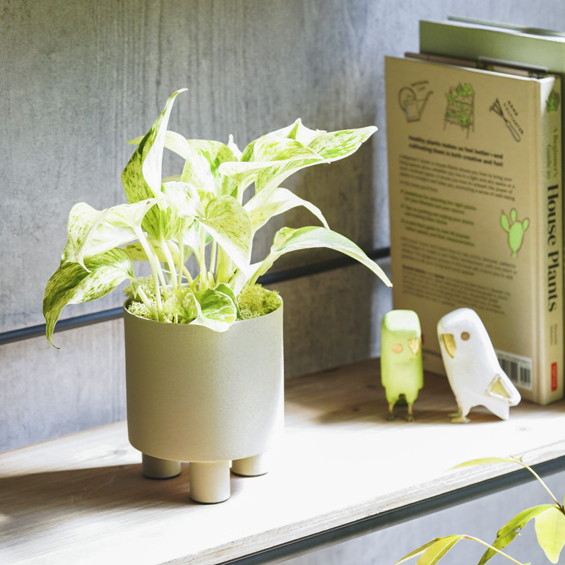 白い葉に緑の斑が入った希少なポトス・マーブルクイーン | 青山