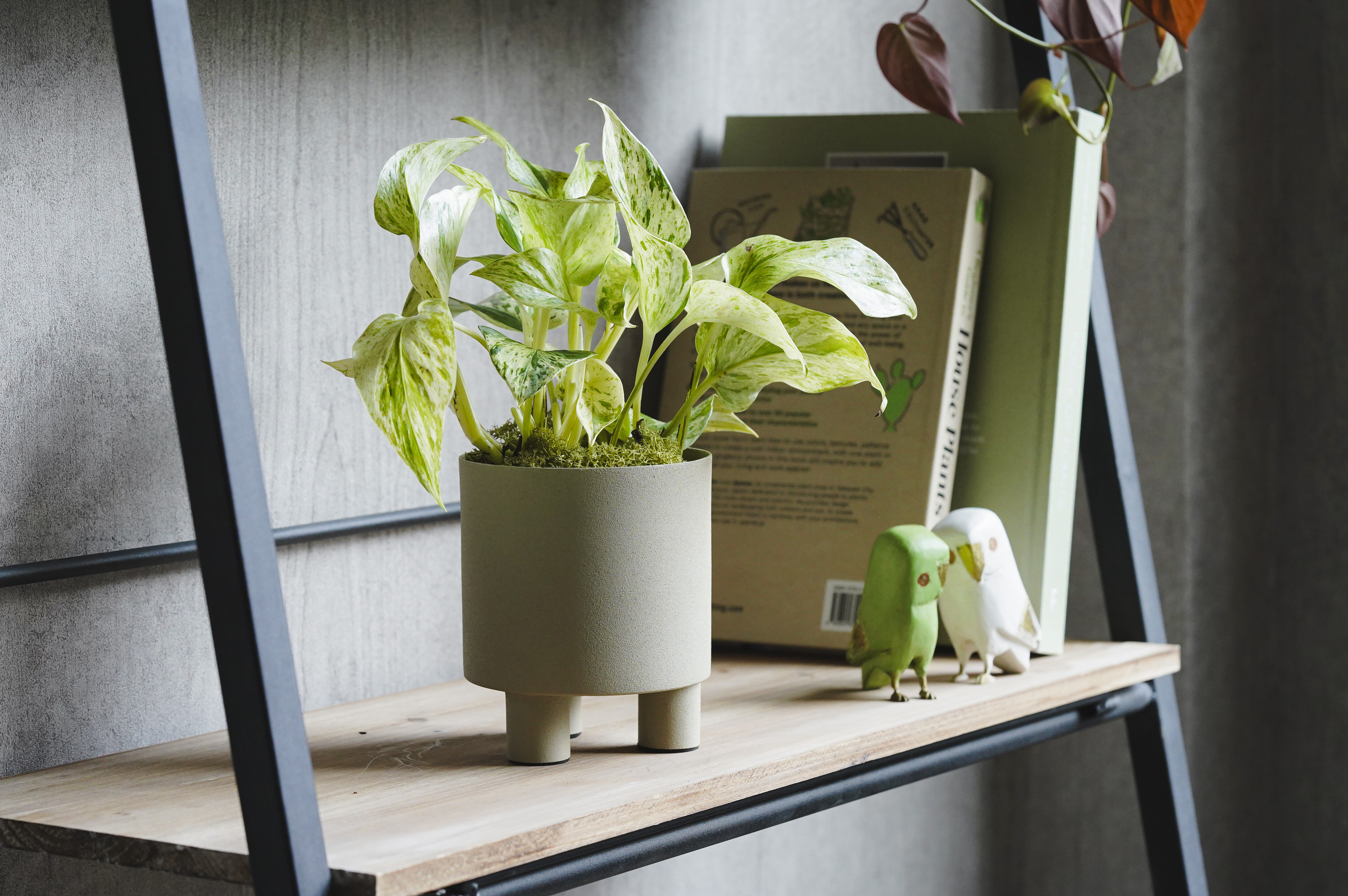 白い葉に緑の斑が入った希少なポトス・マーブルクイーン | 青山