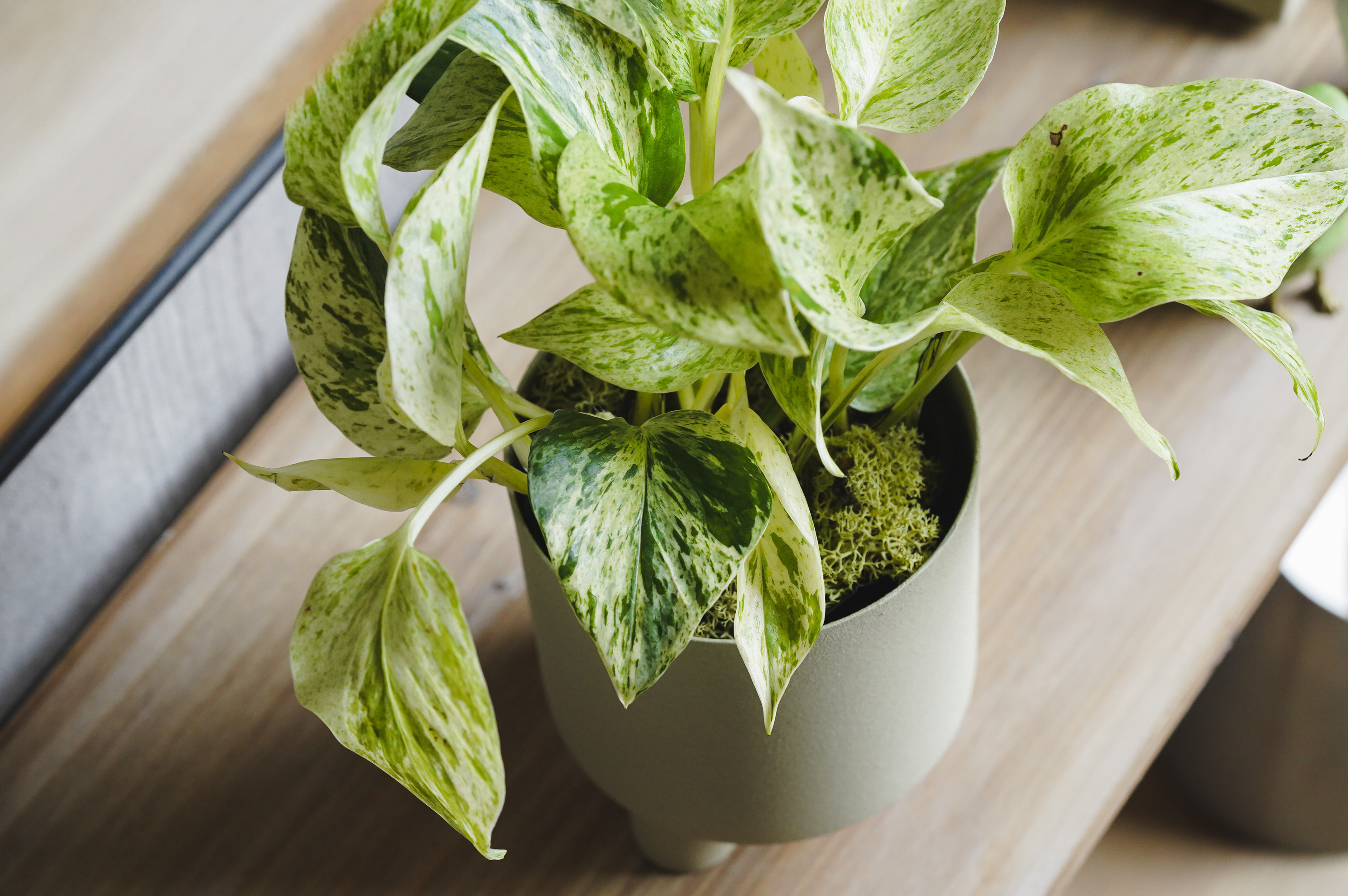 白い葉に緑の斑が入った希少なポトス・マーブルクイーン | 青山