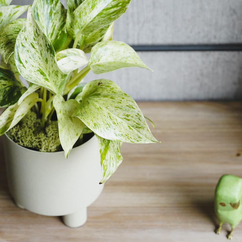 白い葉に緑の斑が入った希少なポトス・マーブルクイーン | 青山
