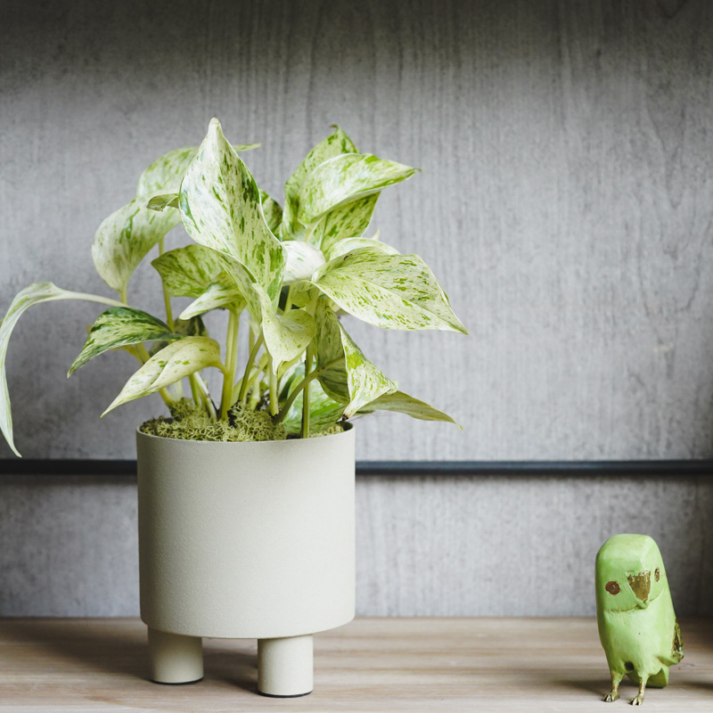 白い葉に緑の斑が入った希少なポトス・マーブルクイーン | 青山