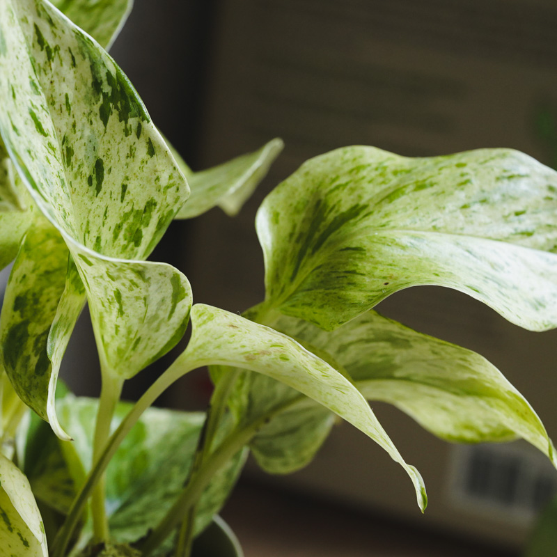 白い葉に緑の斑が入った希少なポトス・マーブルクイーン | 青山