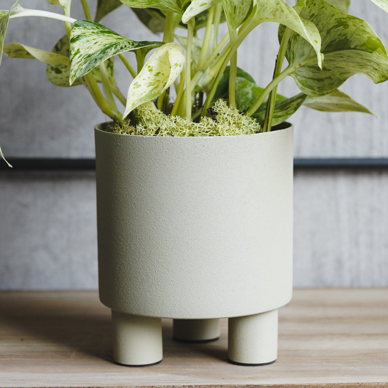 観葉植物 緑色の葉 白い鉢 ベランダの鉢から植えた覚えのないものが生えてきました。2〜3