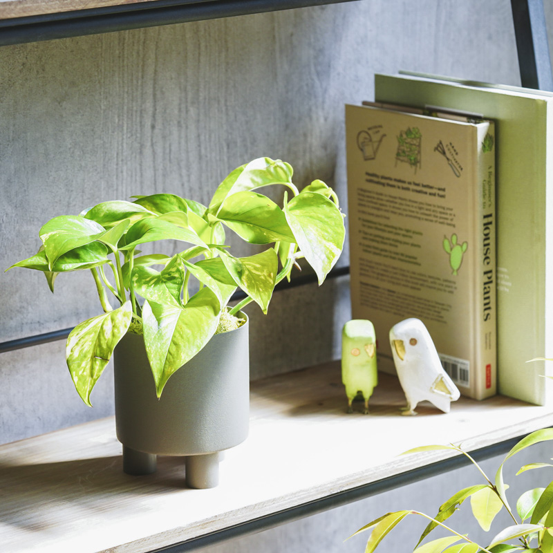 華やかなマーブル模様が特徴のポトス・ゴールデン | 青山フラワー