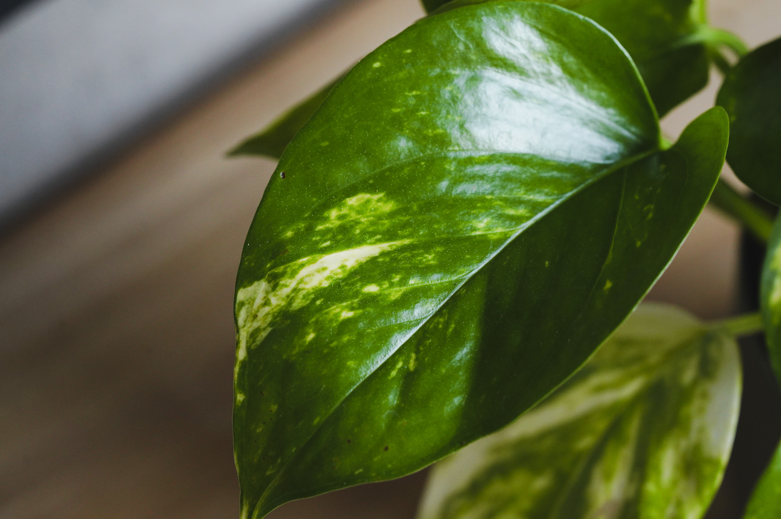 華やかなマーブル模様が特徴のポトス・ゴールデン | 青山フラワー