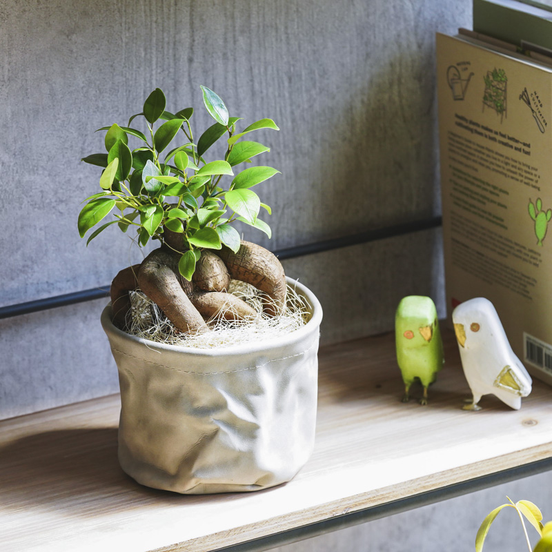 どっしりと絡みつく幹が特徴のガジュマル | 青山フラワーマーケット