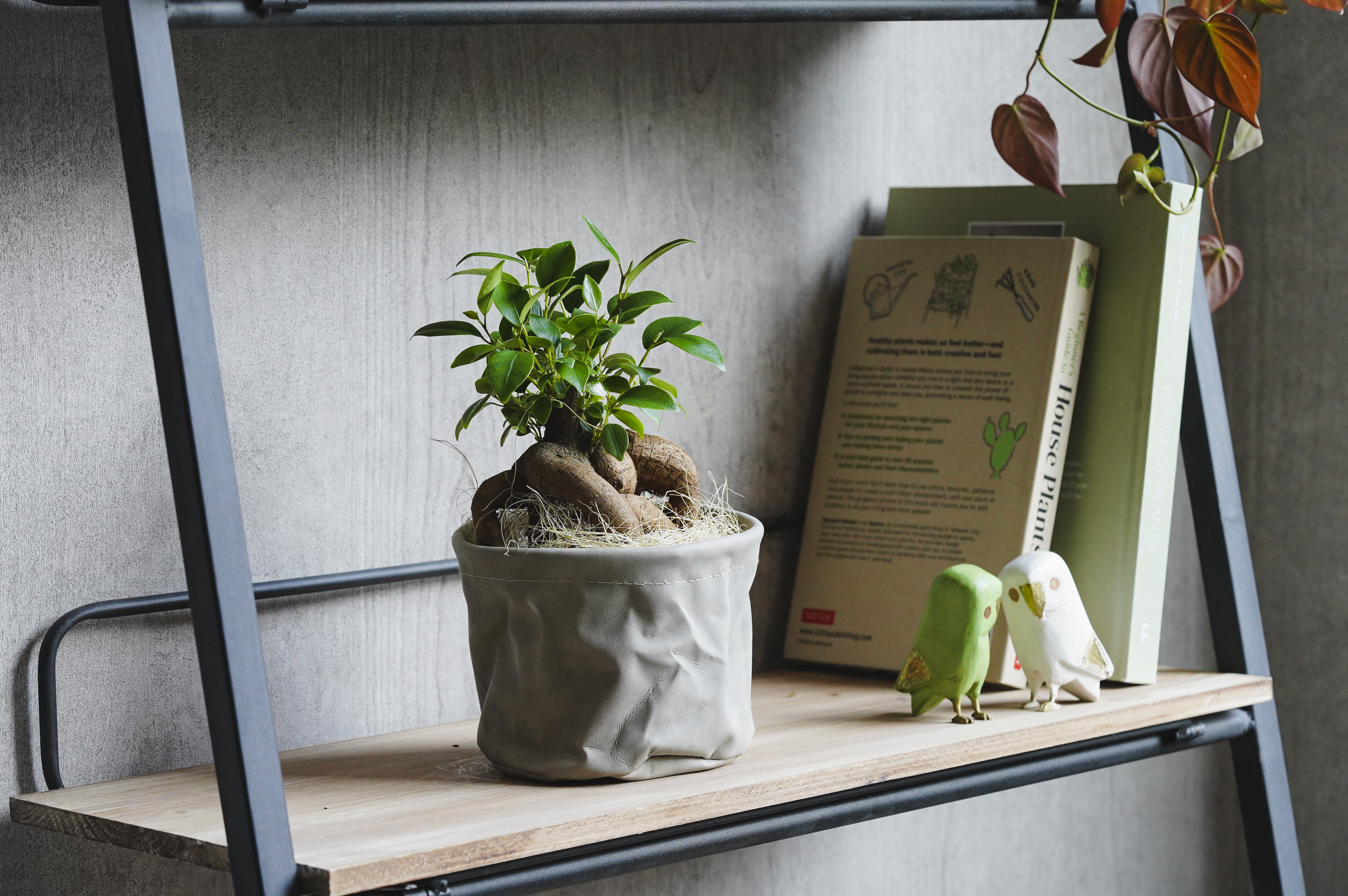 どっしりと絡みつく幹が特徴のガジュマル | 青山フラワーマーケット