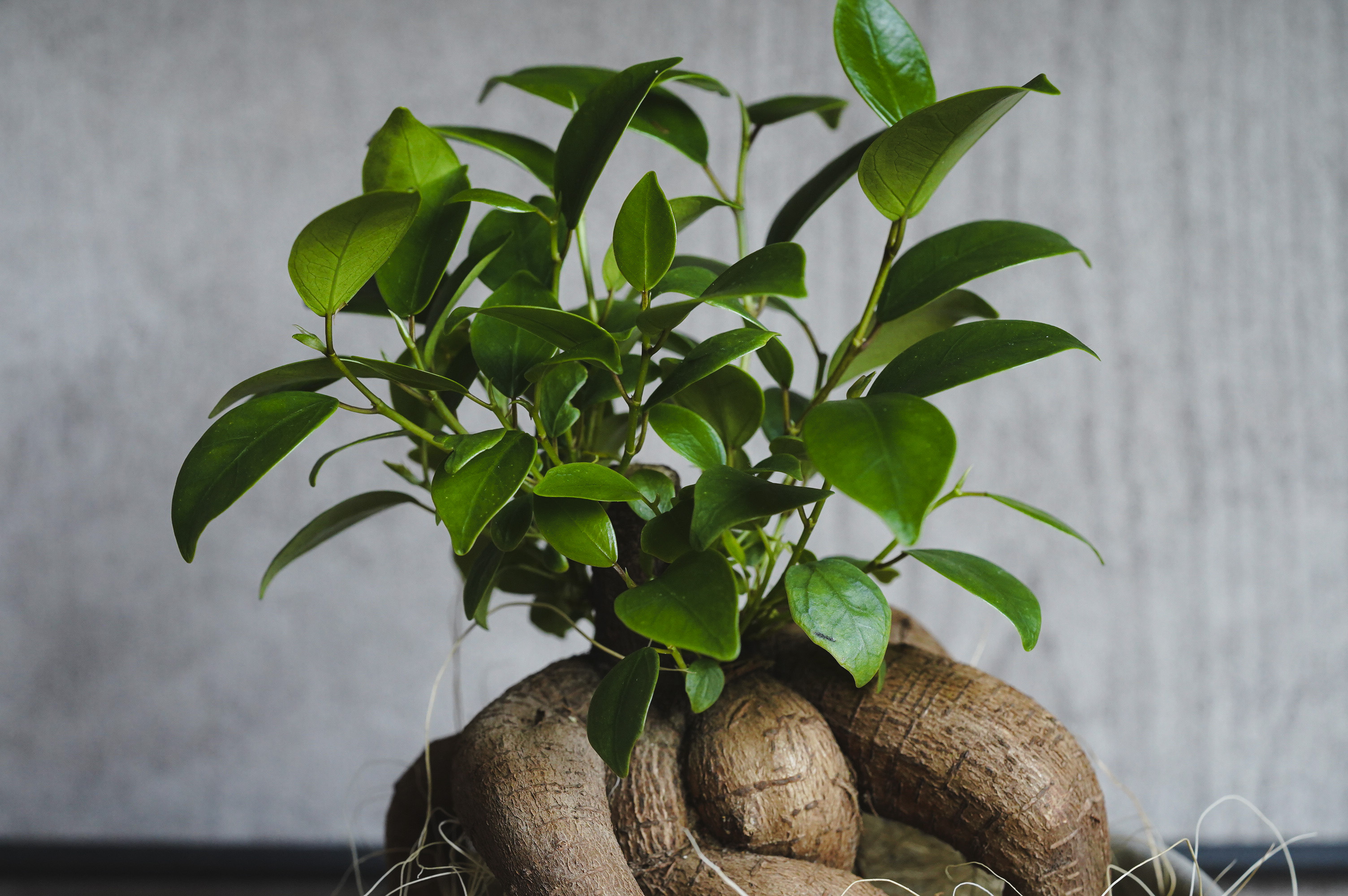 ガジュマル　 d81c061244af63ba885f39055fe70f