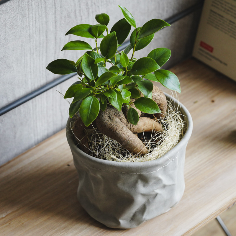 ガジュマル どっしりと絡みつく幹が特徴のガジュマル | 青山フラワーマーケット