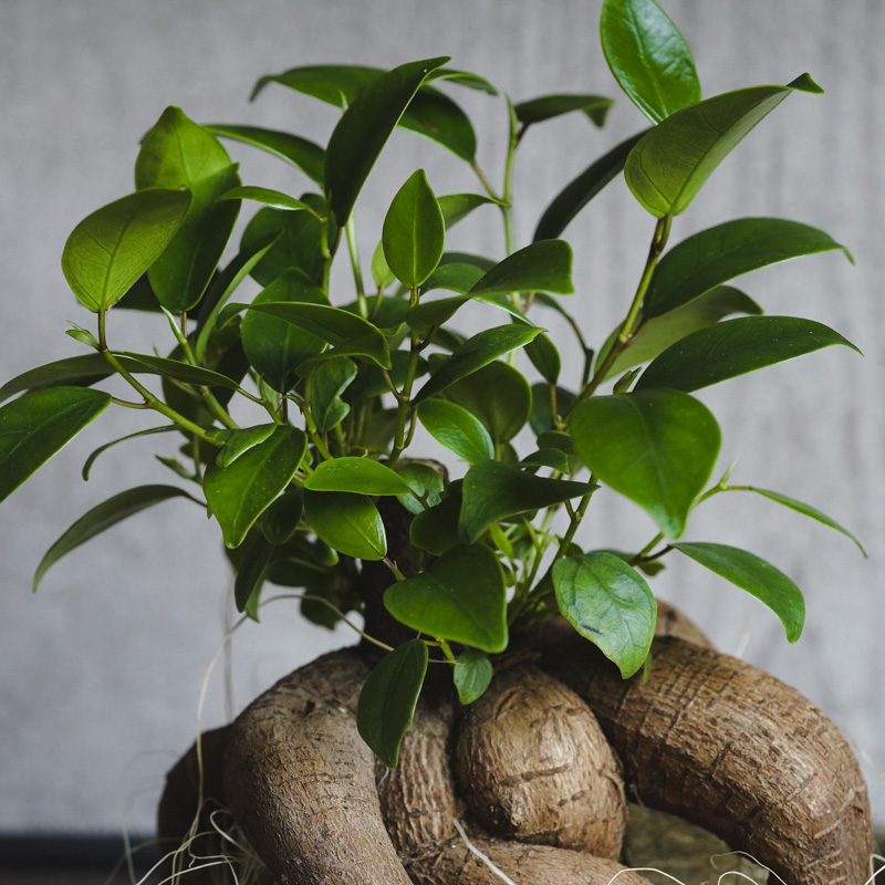 どっしりと絡みつく幹が特徴のガジュマル | 青山フラワーマーケット