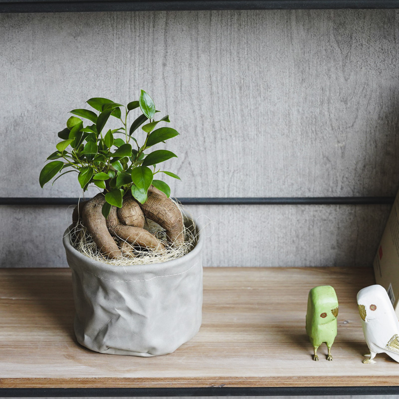 どっしりと絡みつく幹が特徴のガジュマル | 青山フラワーマーケット