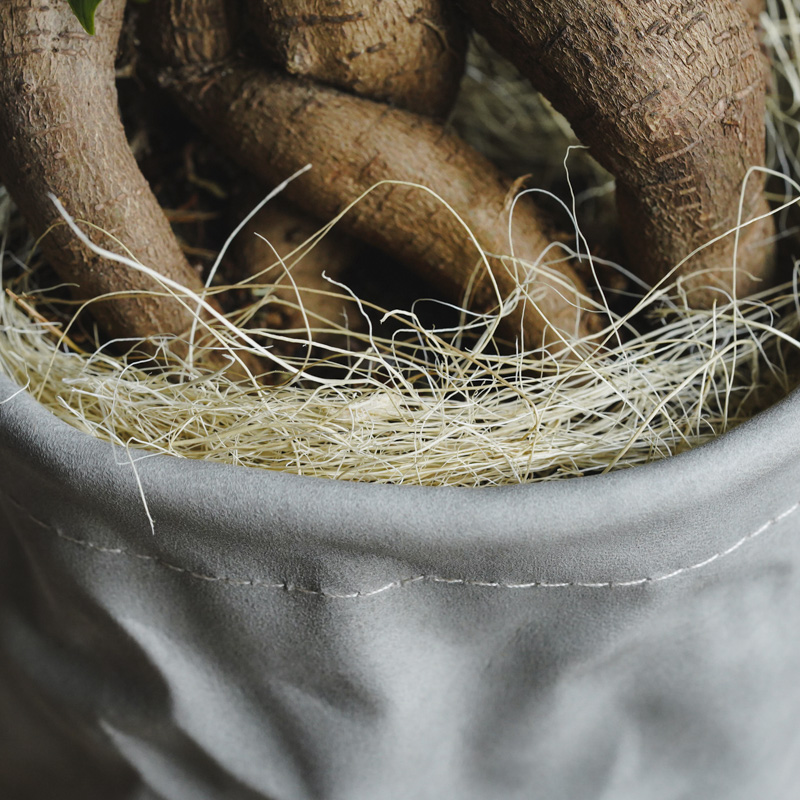 ガジュマル どっしりと絡みつく幹が特徴のガジュマル | 青山フラワーマーケット