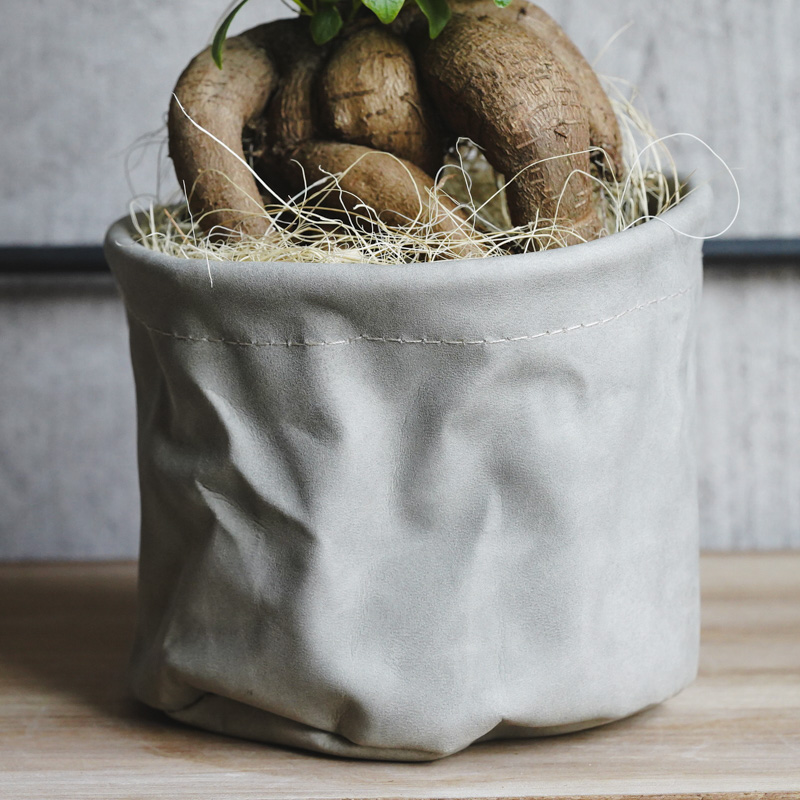 ✨✨✨イボガジュマル【ジブリの世界】検/オキナワガジュマル/※確認用❗️ カジュマルに立ち上がるような根ができない｜観葉植物の育て方 Q＆A