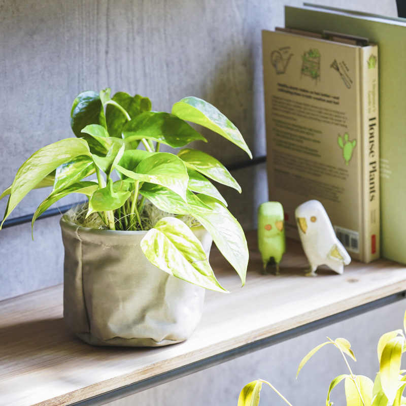 青山フラワーマーケット｜観賞植物｜商品カテゴリ | 青山フラワー