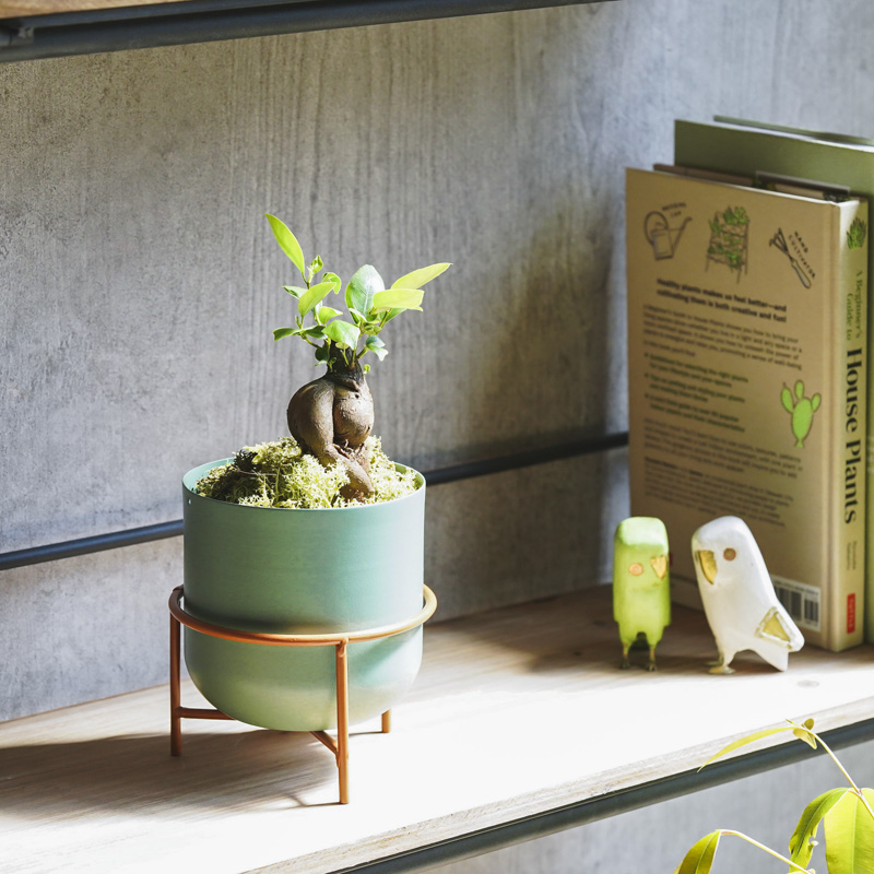 幹のかたちが個性的なガジュマル(Green) | 青山フラワーマーケット