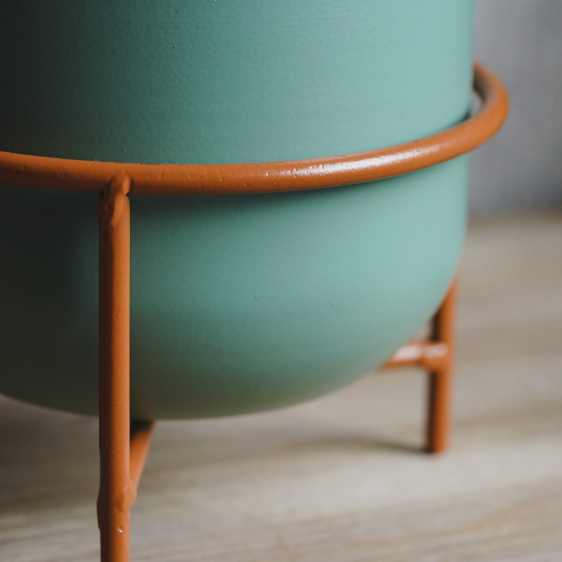 幹のかたちが個性的なガジュマル(Green) | 青山フラワーマーケット