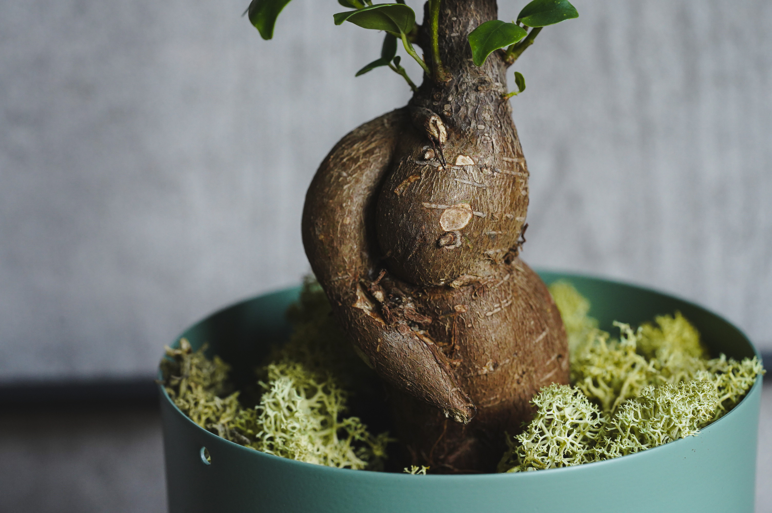 幹のかたちが個性的なガジュマル(Green) | 青山フラワーマーケット