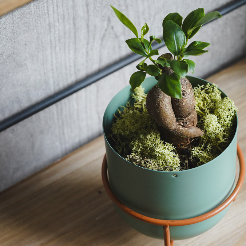 幹のかたちが個性的なガジュマル(Green) | 青山フラワーマーケット