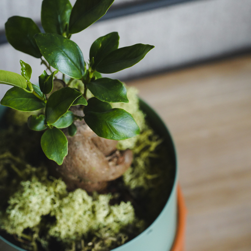 幹のかたちが個性的なガジュマル(Green) | 青山フラワー