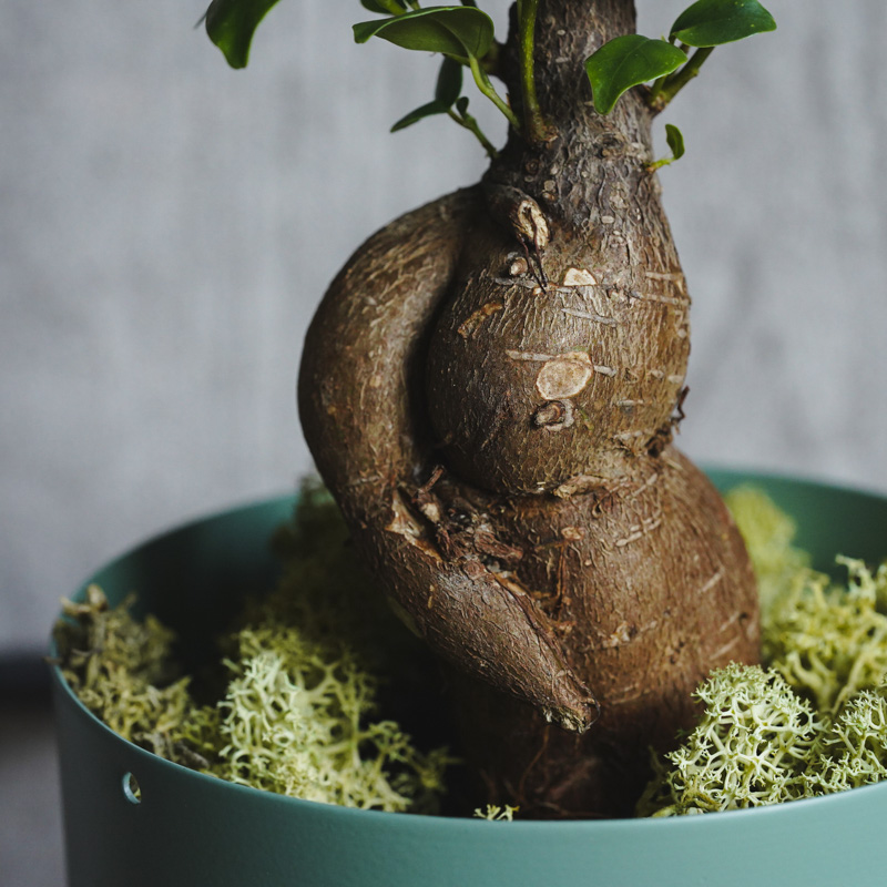 幹のかたちが個性的なガジュマル(Green) | 青山フラワーマーケット