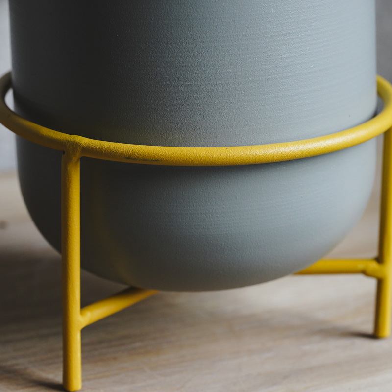 幹のかたちが個性的なガジュマル(Grey) | 青山フラワーマーケット