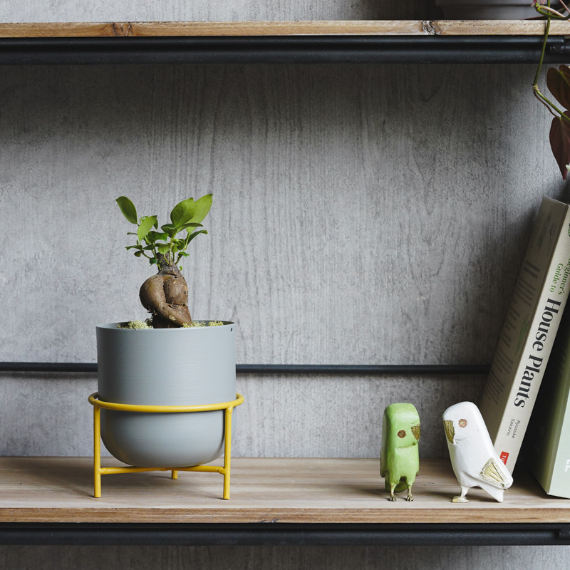 幹のかたちが個性的なガジュマル(Grey) | 青山フラワーマーケット