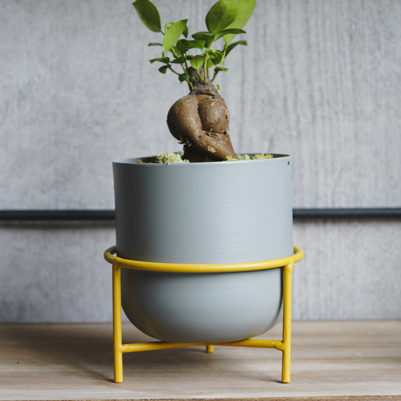 幹のかたちが個性的なガジュマル(Grey) | 青山フラワーマーケット