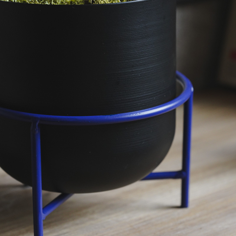 幹のかたちが個性的なガジュマル(Black) | 青山フラワーマーケット