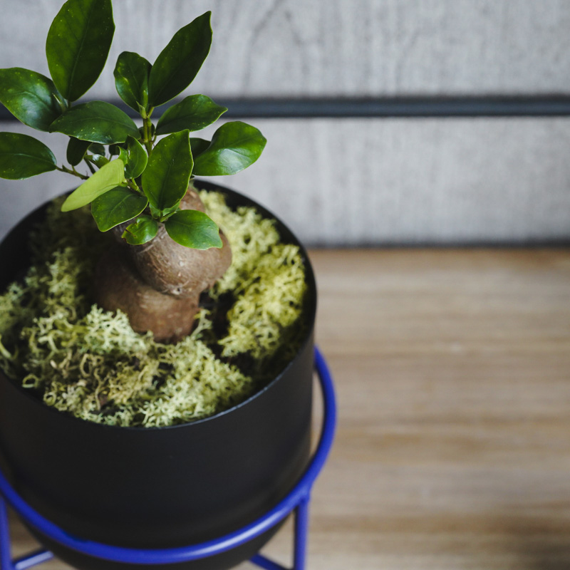 幹のかたちが個性的なガジュマル(Black) | 青山フラワーマーケット