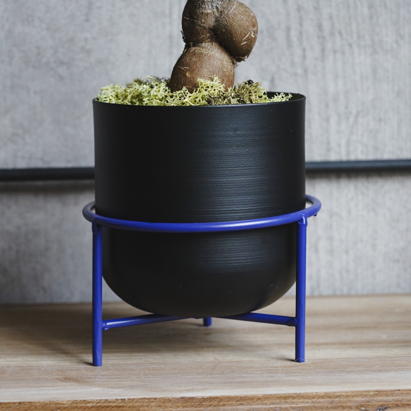 幹のかたちが個性的なガジュマル(Black) | 青山フラワーマーケット