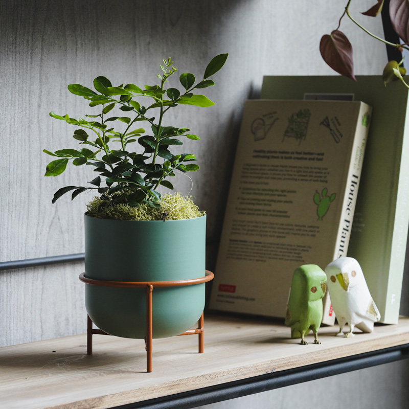 月夜に甘い柑橘の香りが漂うゲッキツ(Green) | 青山フラワーマーケット