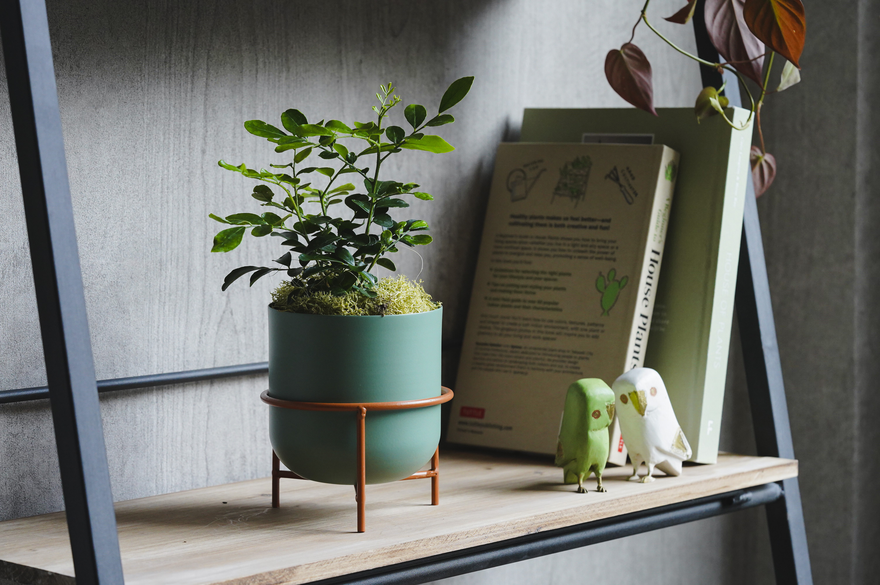 月夜に甘い柑橘の香りが漂うゲッキツ(Green) | 青山フラワーマーケット