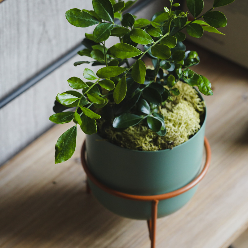 月夜に甘い柑橘の香りが漂うゲッキツ(Green) | 青山フラワーマーケット