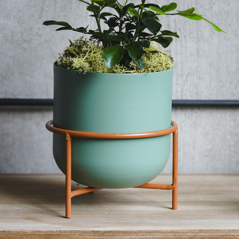 月夜に甘い柑橘の香りが漂うゲッキツ(Green) | 青山フラワーマーケット