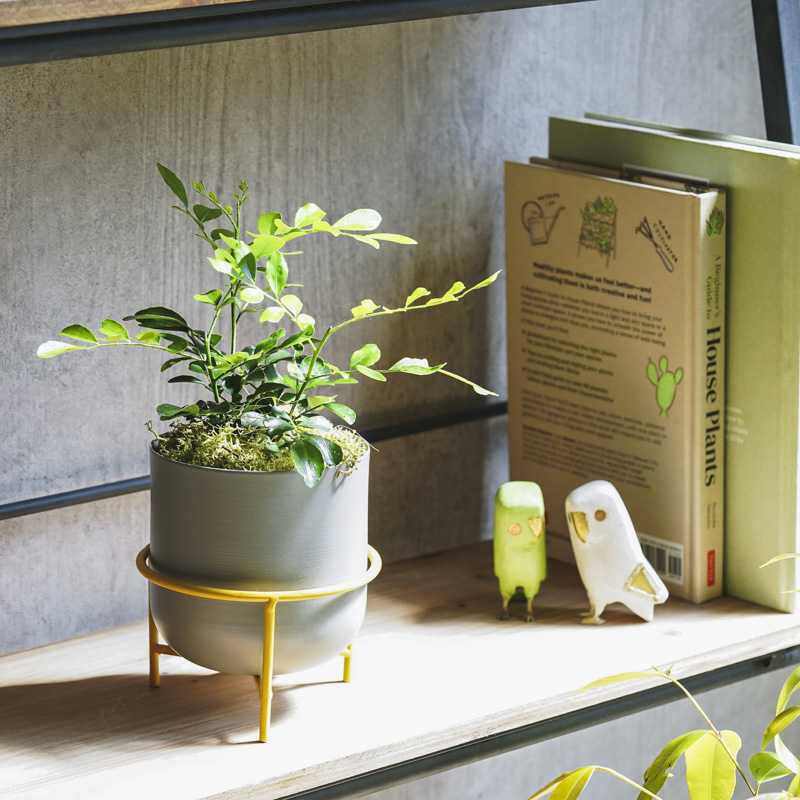 月夜に甘い柑橘の香りが漂うゲッキツ(Gray) | 青山フラワーマーケット