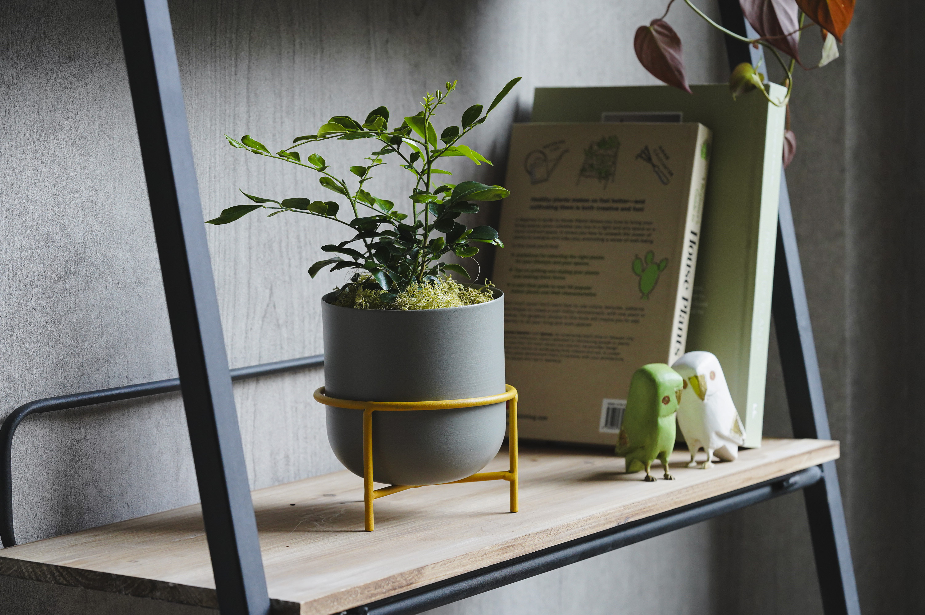 月夜に甘い柑橘の香りが漂うゲッキツ(Gray) | 青山フラワーマーケット