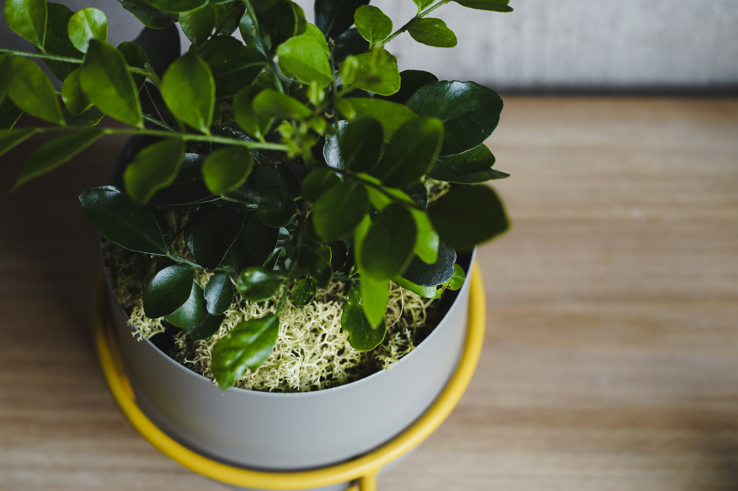 月夜に甘い柑橘の香りが漂うゲッキツ(Gray) | 青山フラワーマーケット