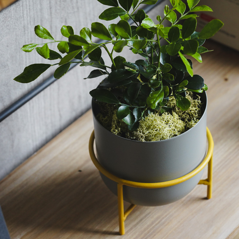 青花 葉形 三足 筆洗 匙付(A887) MY PLANTS/葉をきれいにするシート | 青山フラワーマーケット｜花束