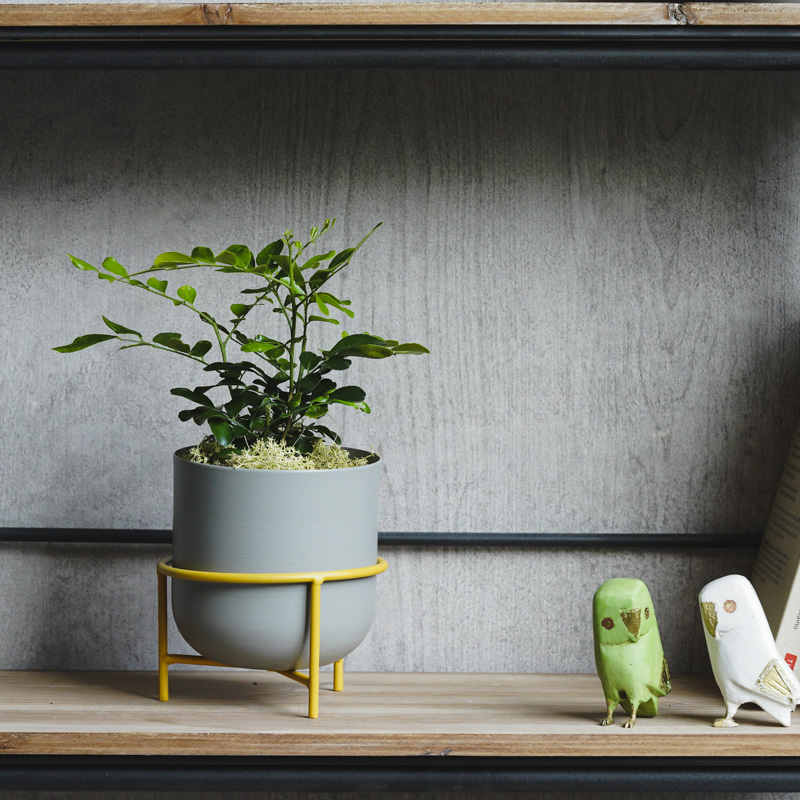 月夜に甘い柑橘の香りが漂うゲッキツ(Gray) | 青山フラワーマーケット