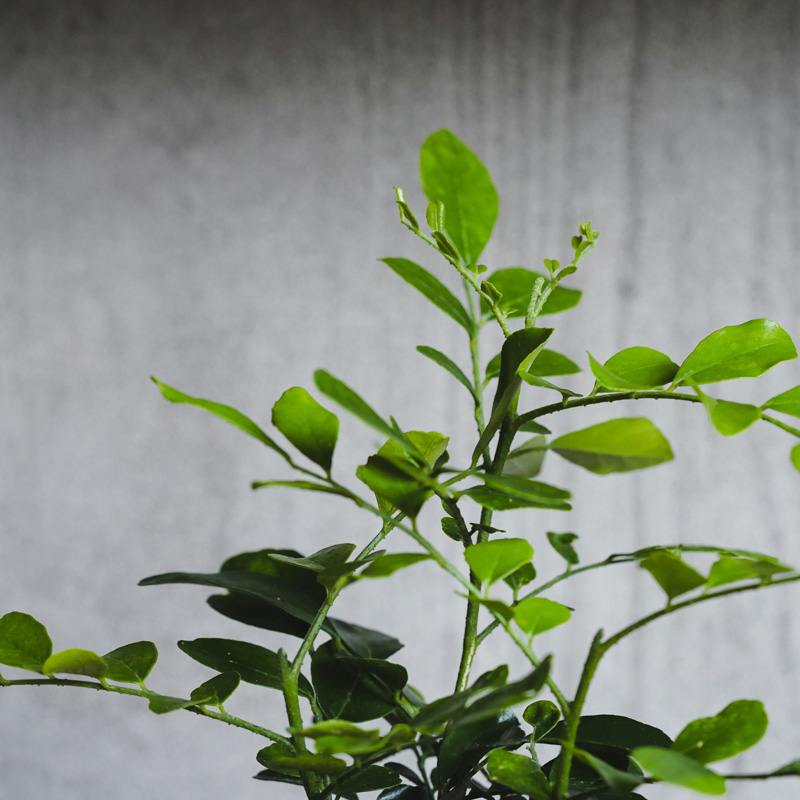 月夜に甘い柑橘の香りが漂うゲッキツ(Gray) | 青山フラワーマーケット