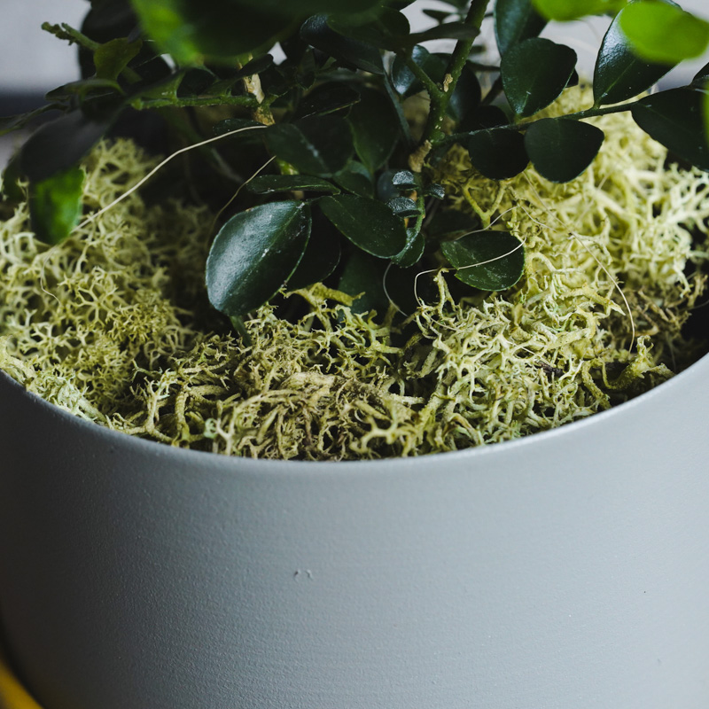 月夜に甘い柑橘の香りが漂うゲッキツ(Gray) | 青山フラワーマーケット